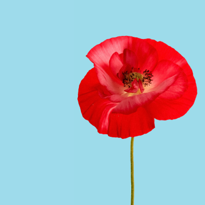 Magas pipacs szindróma